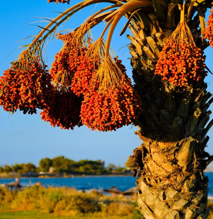Isla Dore